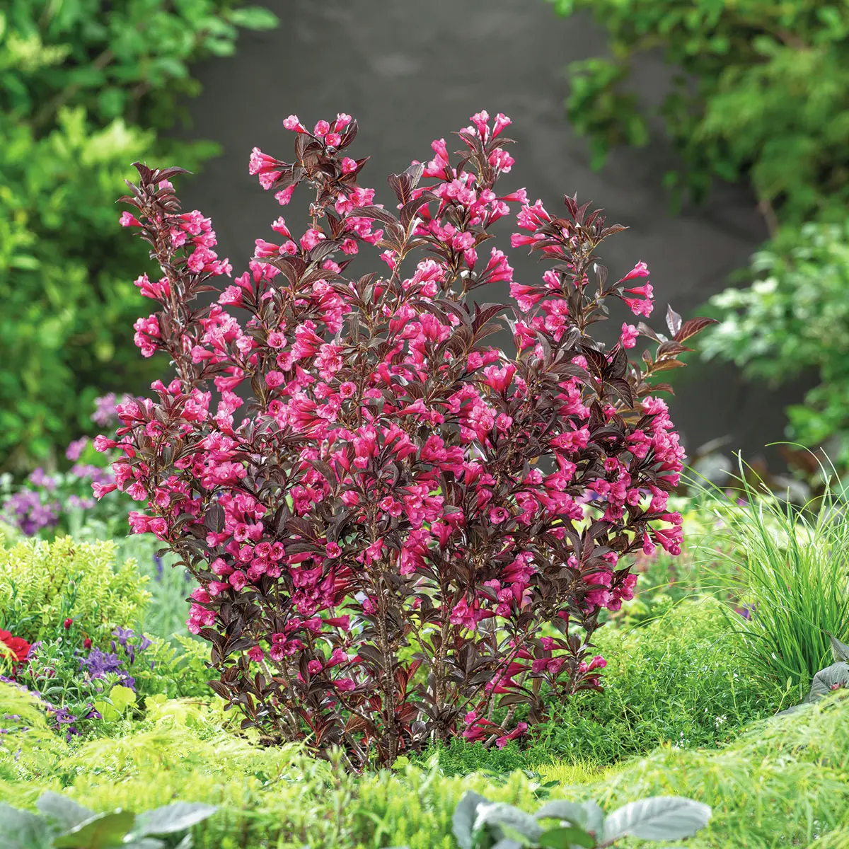 Weigelie Wine & Roses Weigelie Wine & Roses