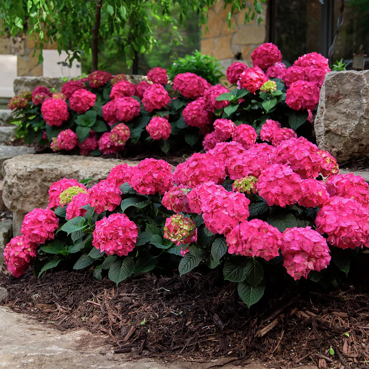 Hortensie Endless Summer® Summer Love® Hortensie Endless Summer® Summer Love®