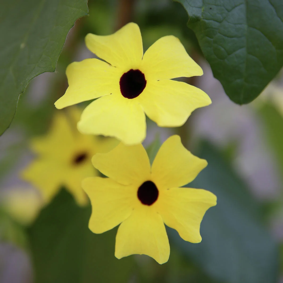 Schwarzäugige Susanne, gelb ca. 17 cm-Topf