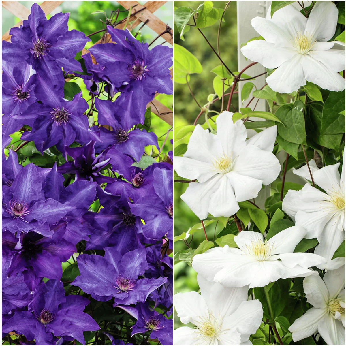 Spar-Set Clematis Gartenzauber-Duo Spar-Set Clematis Gartenzauber-Duo