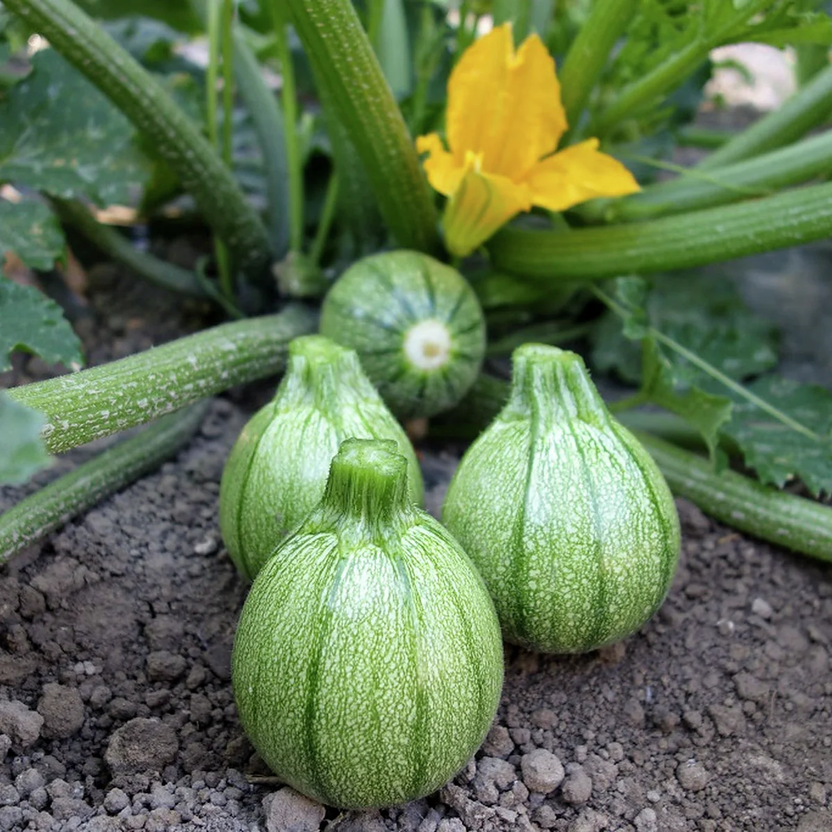 Zucchinisamen Boldenice F1 Zucchinisamen Boldenice F1