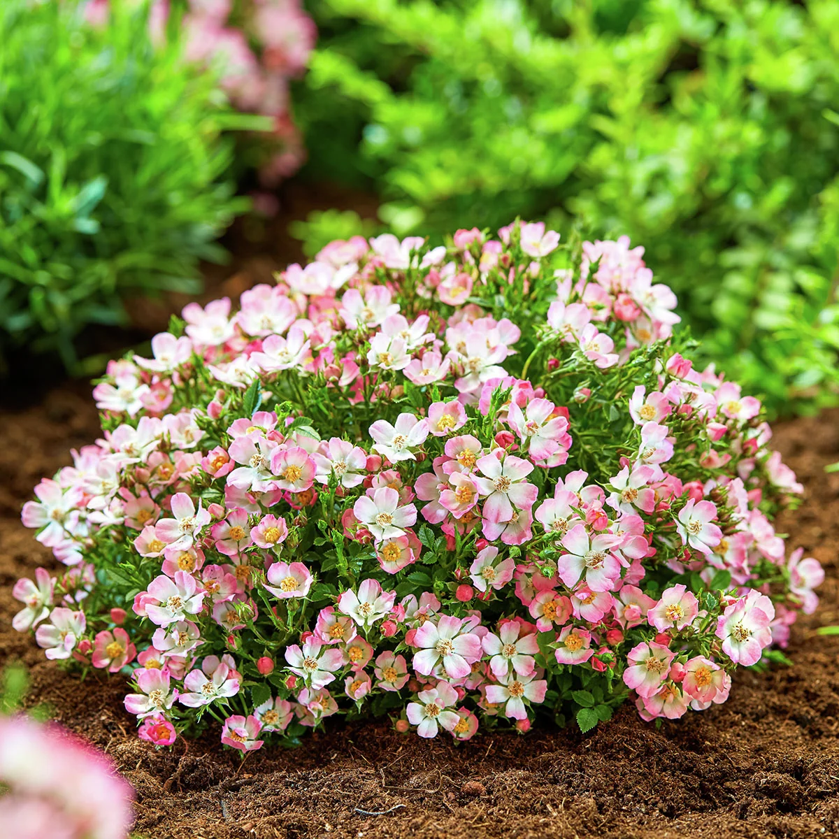 Zwergrose Cutie Pie Zwergrose Cutie Pie