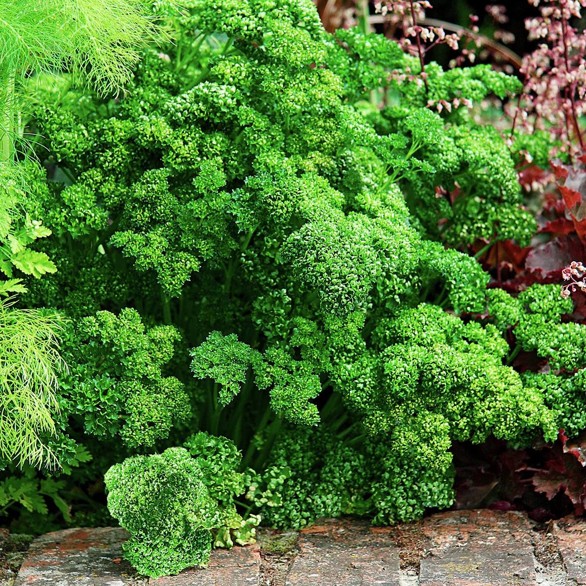 Petersiliensamen Frise vert fonce, Robust Petersiliensamen Frise vert fonce, Robust