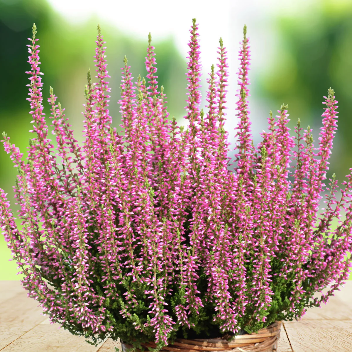 Set Knospenheide Gardengirls®, 8er-Set Set Knospenheide Gardengirls®, 8er-Set