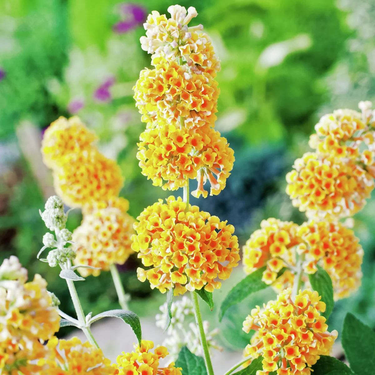 Schmetterlingsflieder Sungold Schmetterlingsflieder Sungold