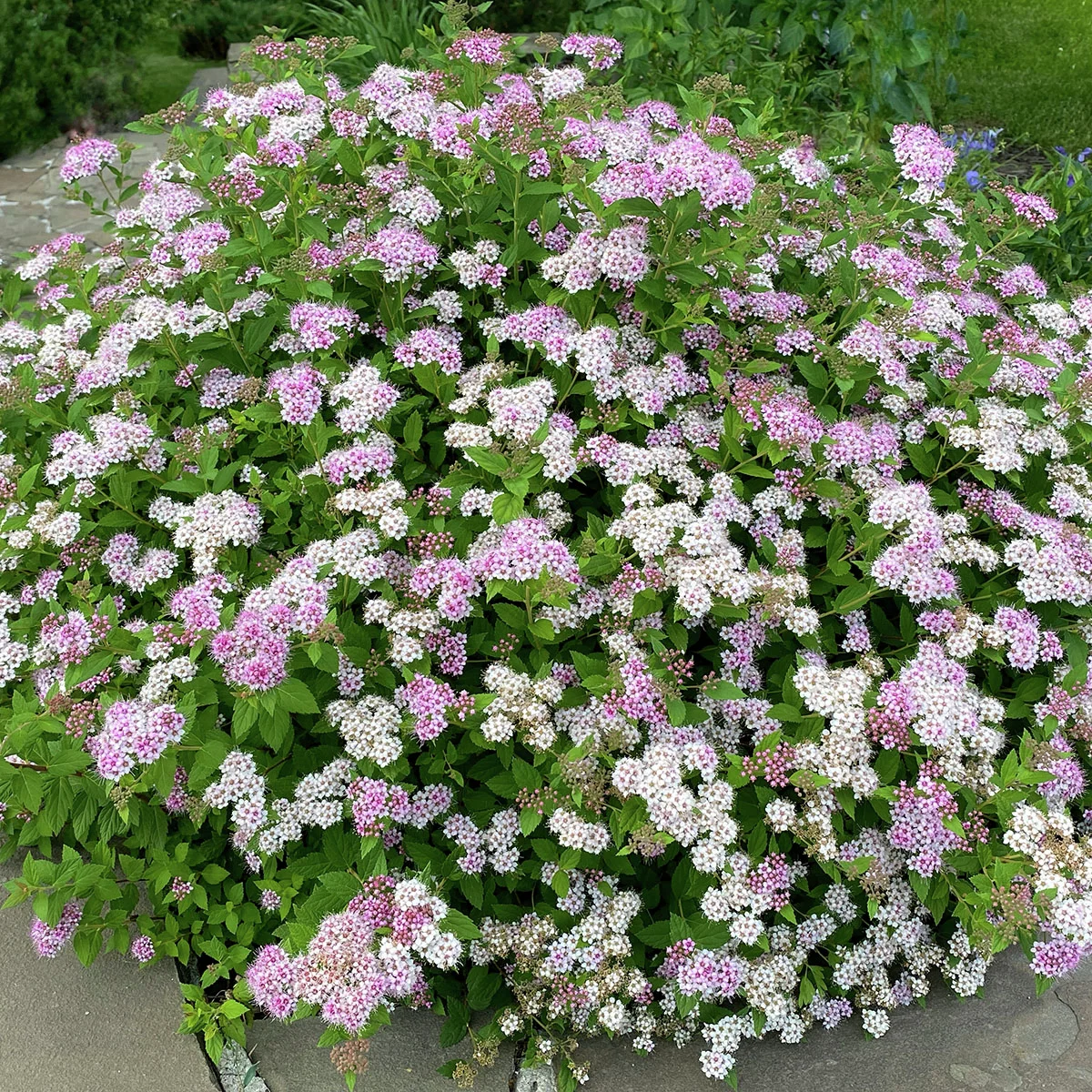 Rosa Zwergspiere Little Princess, im ca. 9 cm-Topf