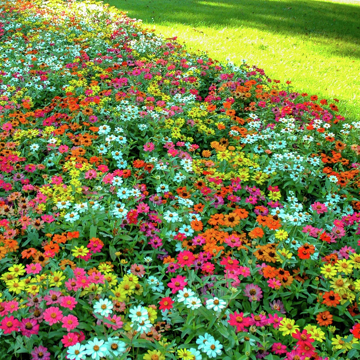 Zinniensamen Profusion-Mischung