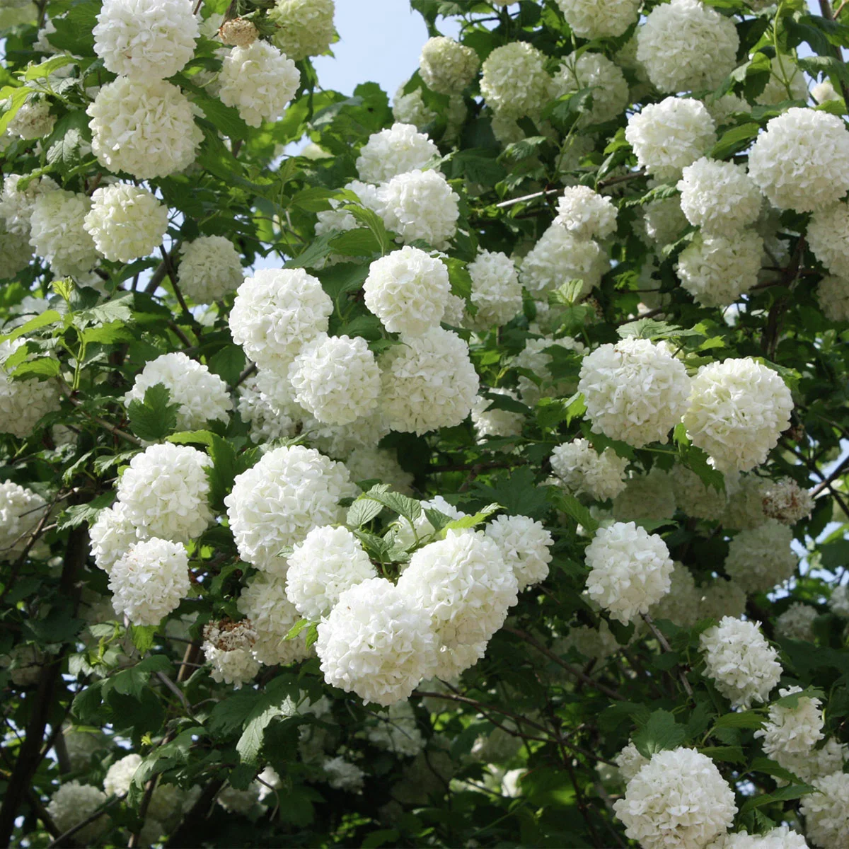 Schneeball Roseum Schneeball Roseum