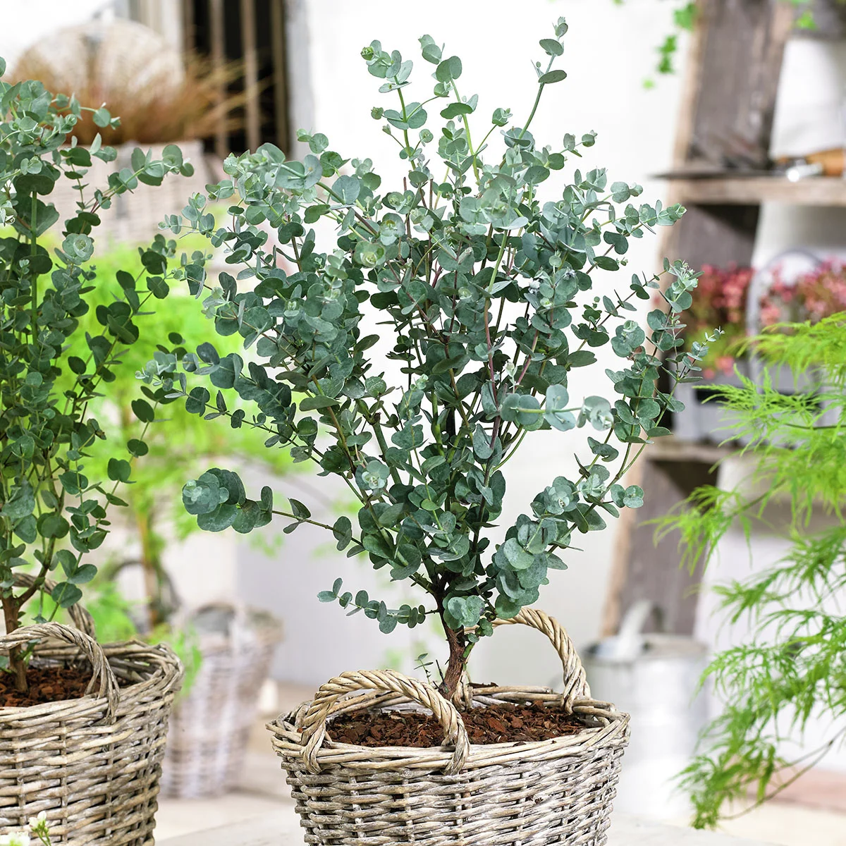 Eukalyptus Eukalyptus