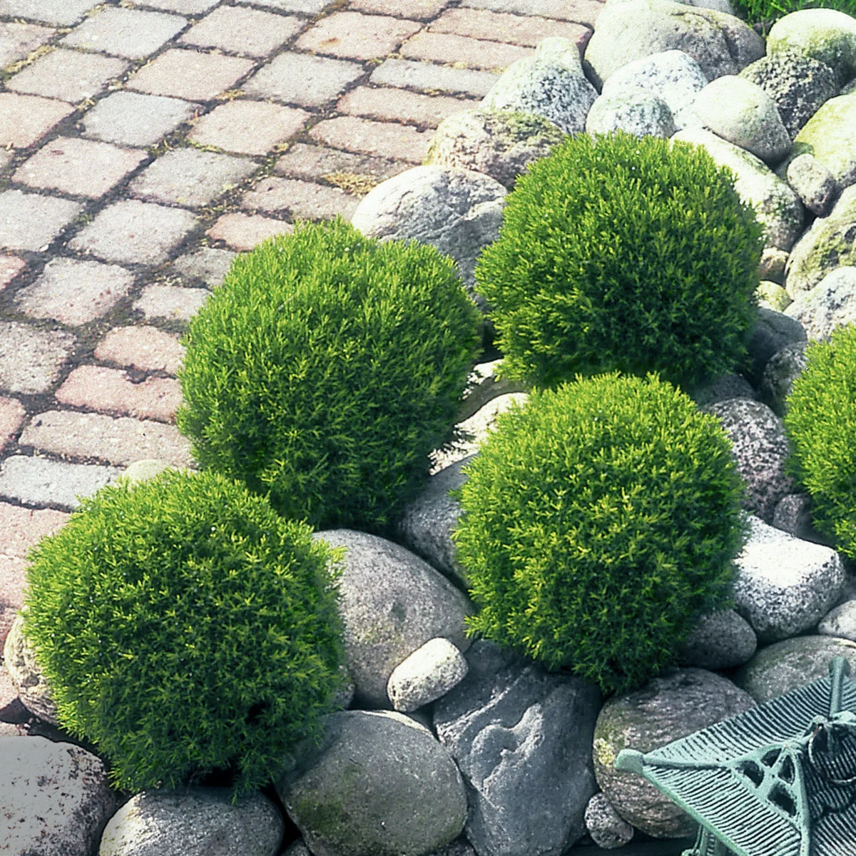 Streichellebensbaum Teddy Streichellebensbaum Teddy