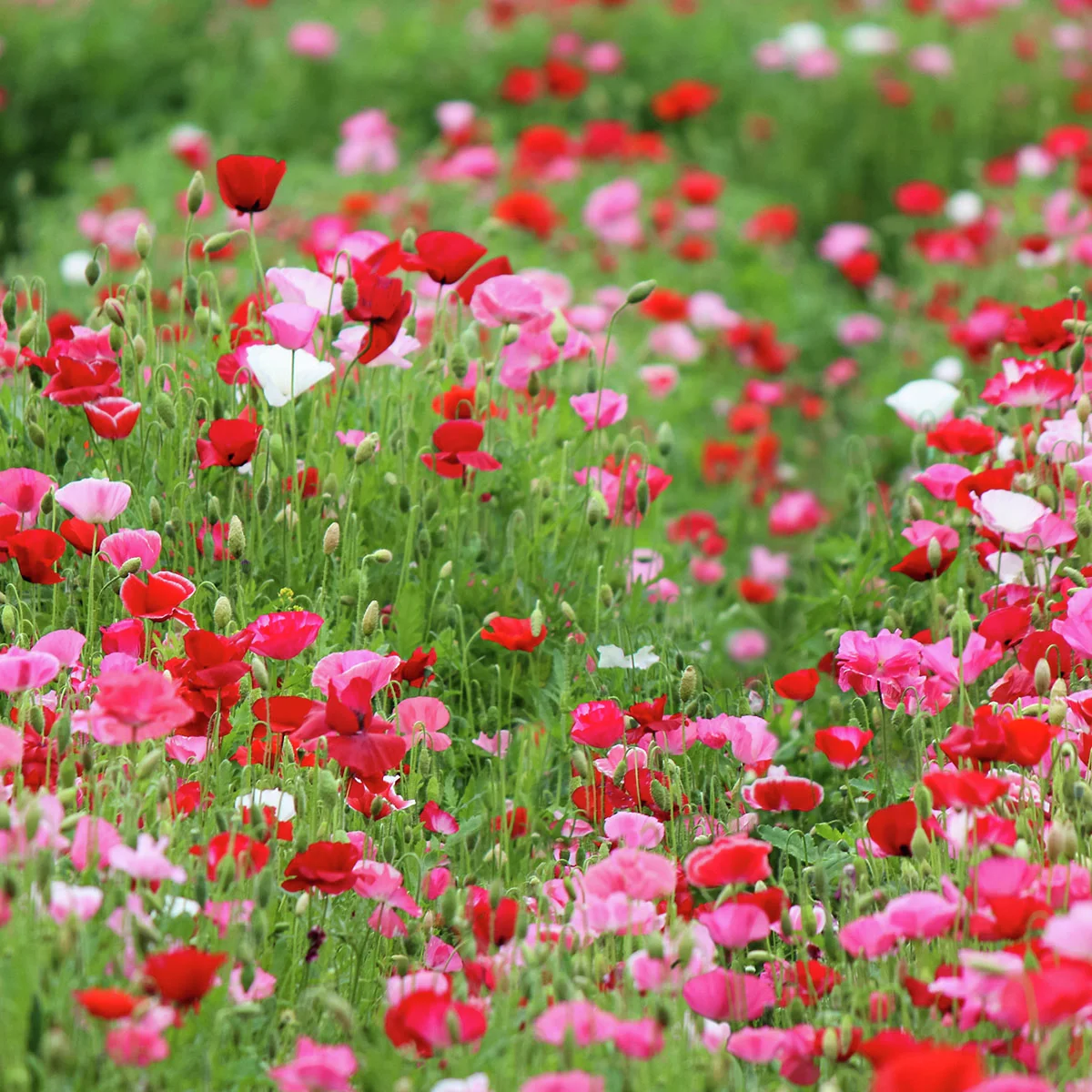 Klatschmohn Shirley Mischung