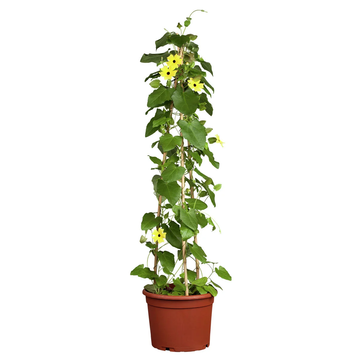 Schwarzäugige Susanne, gelb ca. 17 cm-Topf