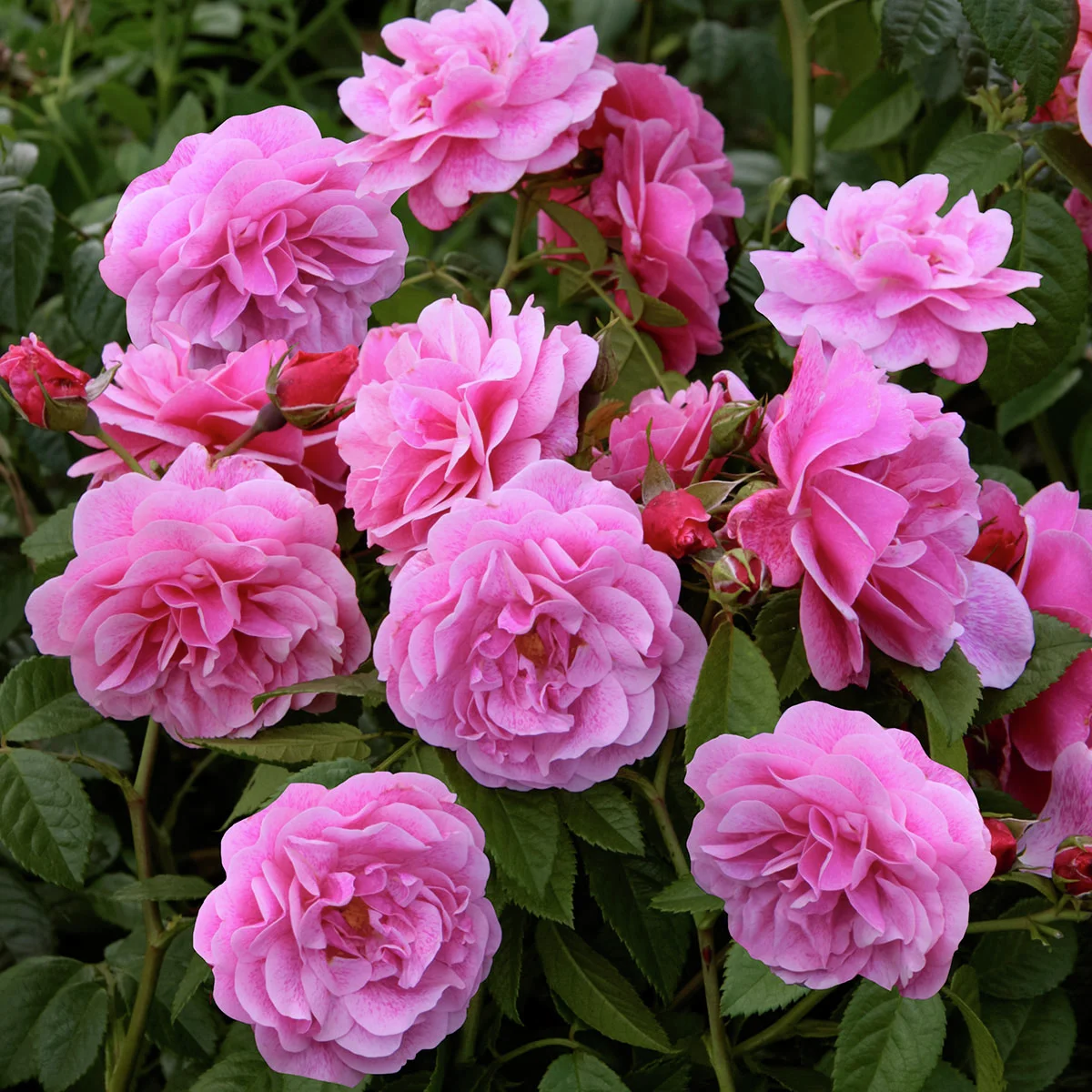 Kletterrose Camelot® Kletterrose Camelot®