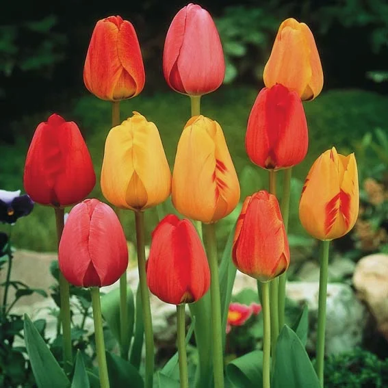 Darwin-Hybrid-Tulpen-Mischung