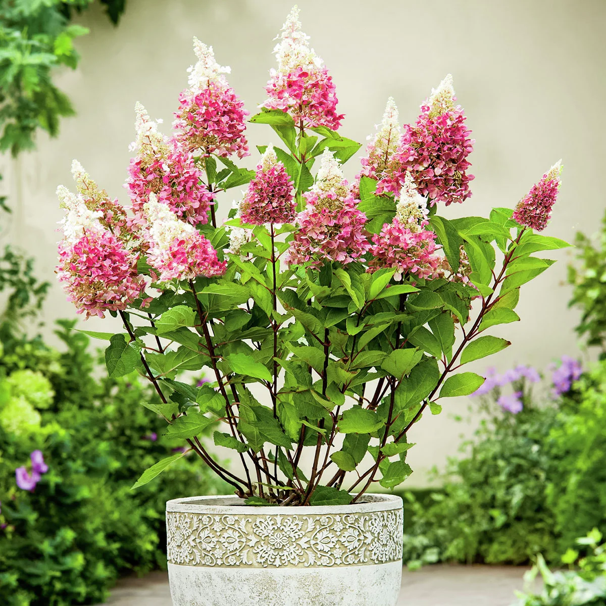 Rispen-Hortensie Pinky Winky, im ca. 21 cm-Topf