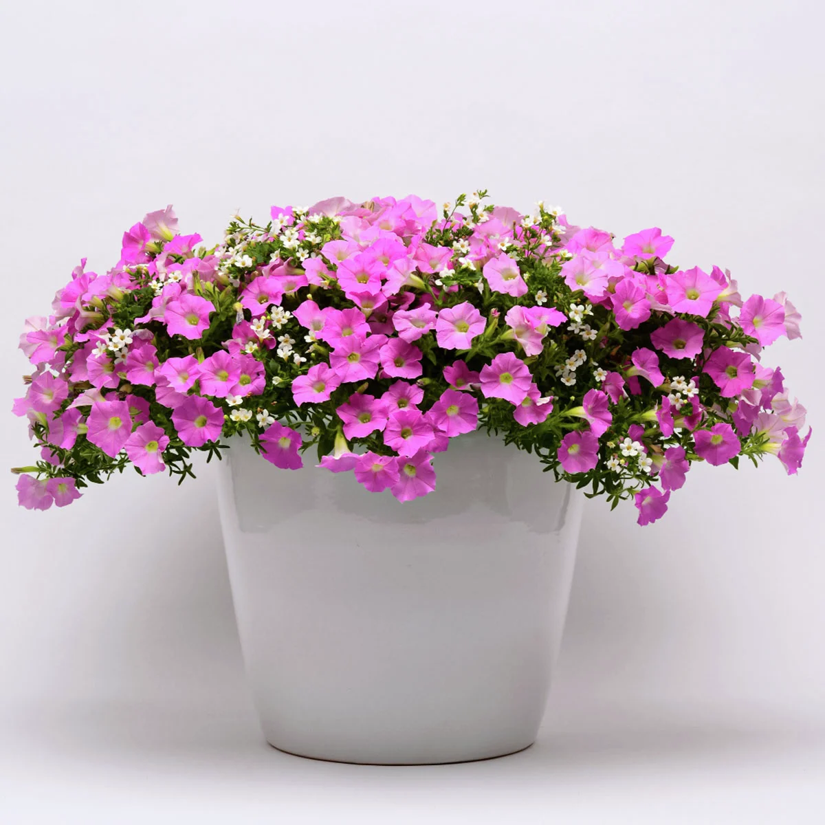 Petunie-Bacopa Samen Silk N'Satin, Multi-Saat-Pille