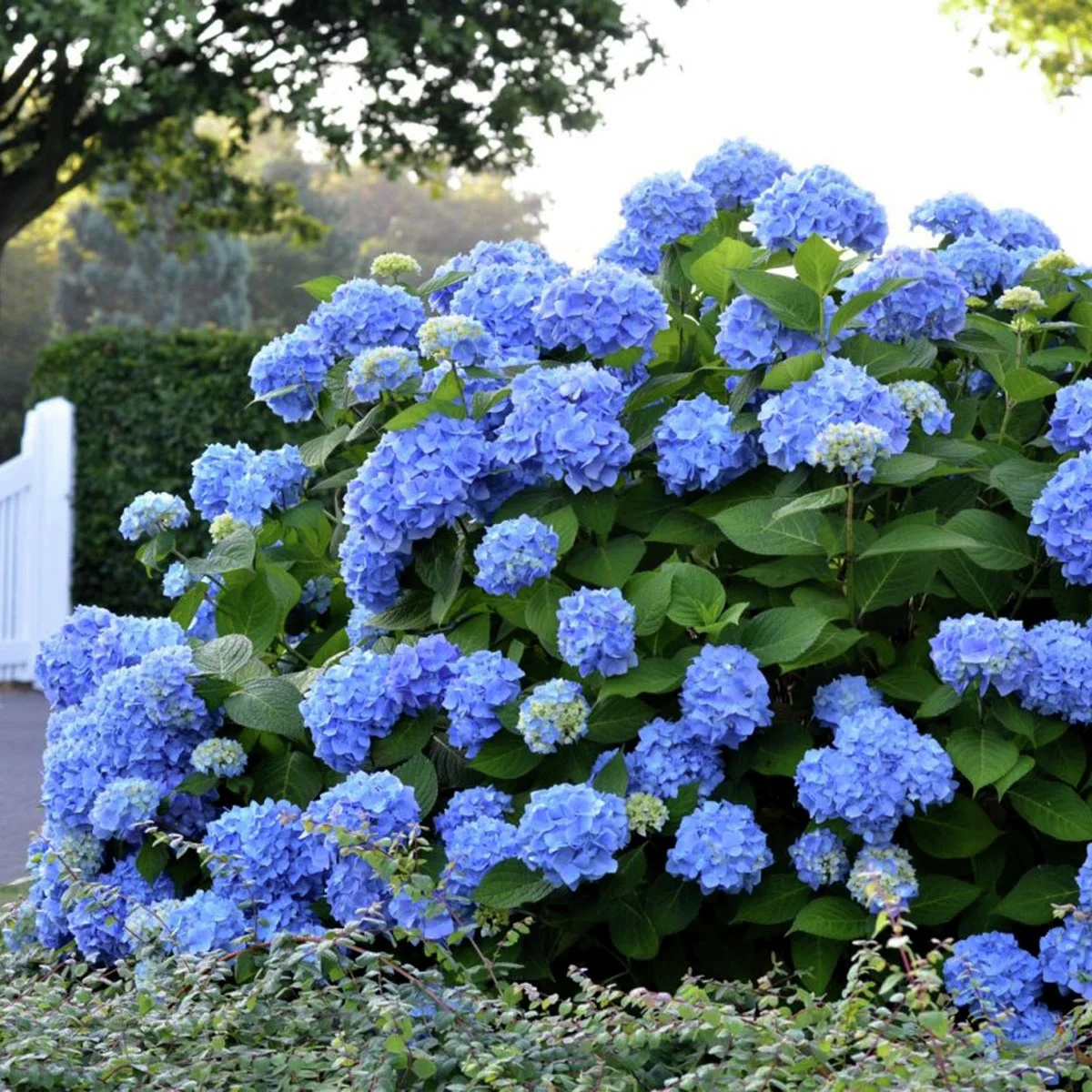 Hortensie Endless Summer® The Original, blau Hortensie Endless Summer® The Original, blau