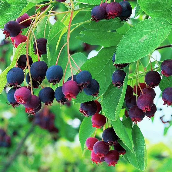 Rosinen-Baum Prince William Rosinen-Baum Prince William