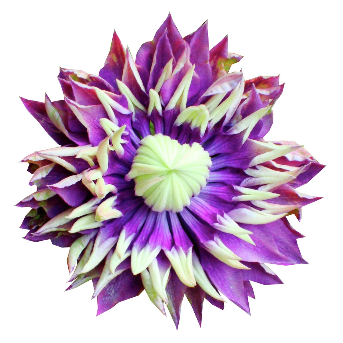 Clematis Taiga
