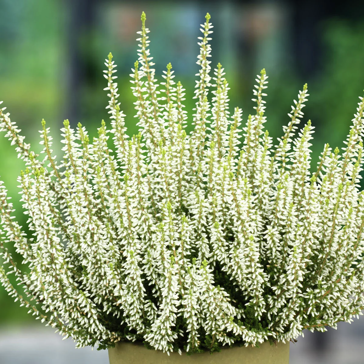 Set Knospenheide Gardengirls®, 8er-Set Set Knospenheide Gardengirls®, 8er-Set