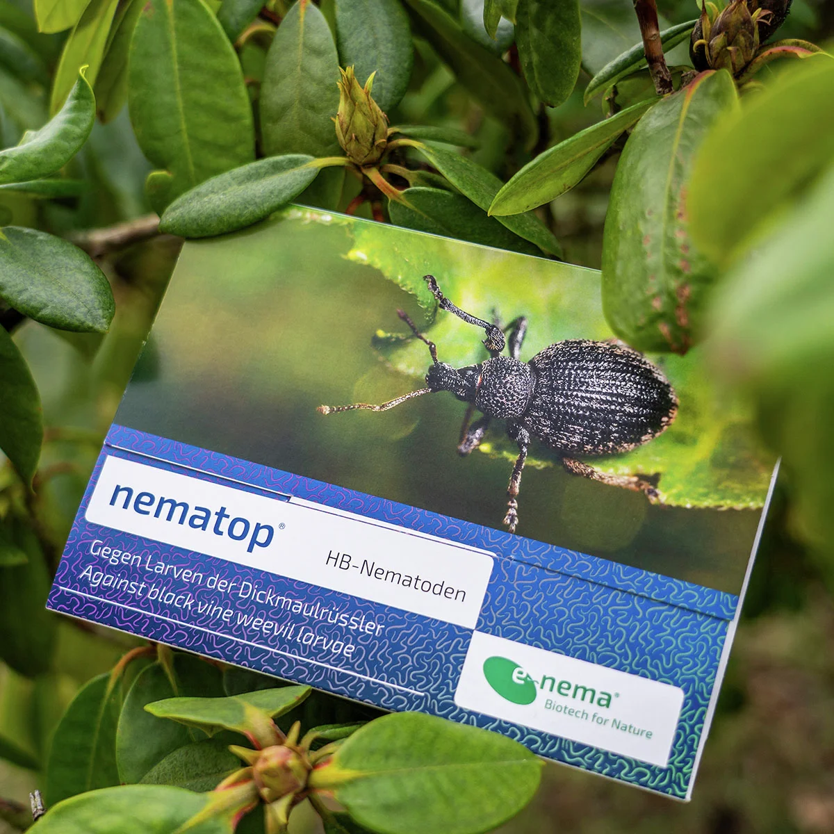 Nematop 25 - Nematoden gegen Dickmaulrüssler
