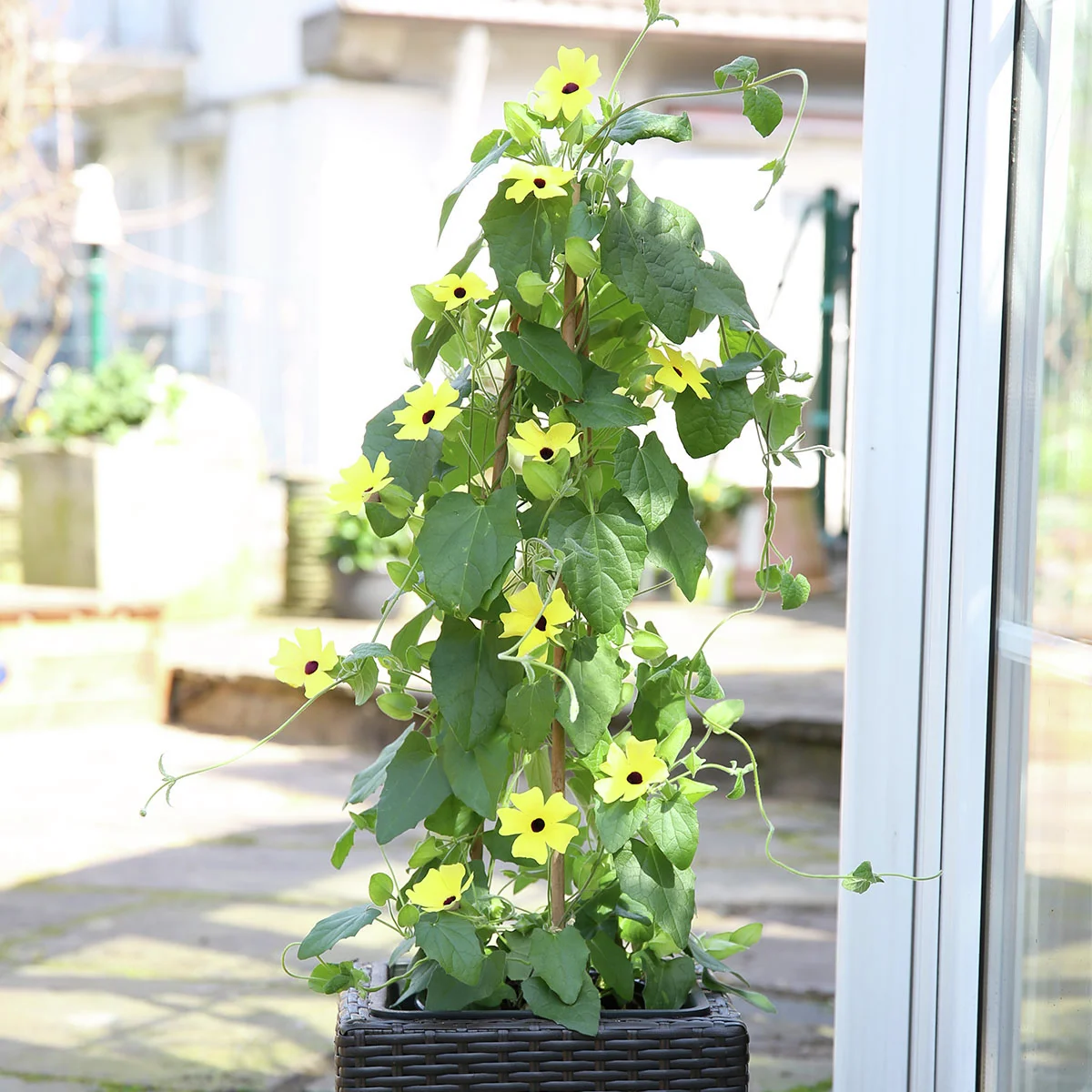 Schwarzäugige Susanne, gelb ca. 17 cm-Topf