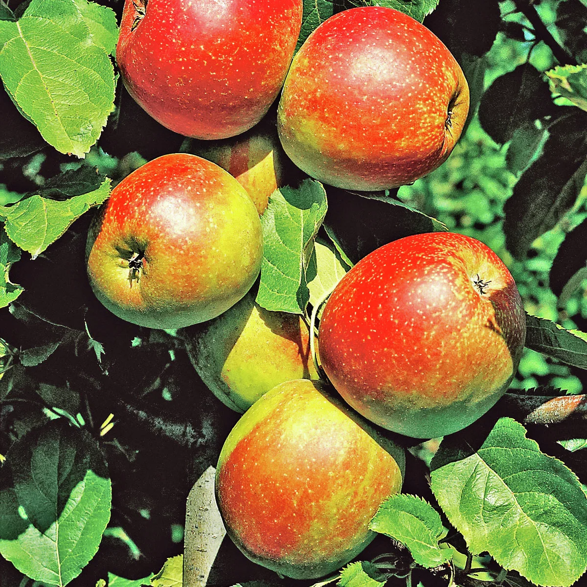 Apfel Roter Boskoop, im ca. 26 cm-Topf