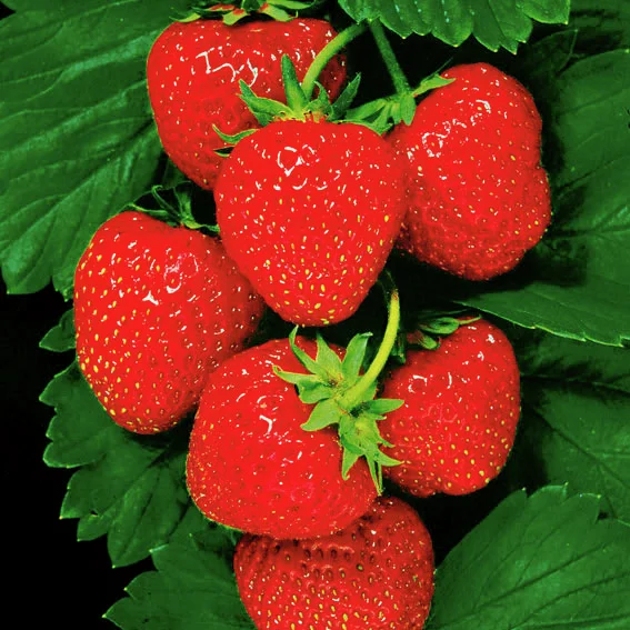 Erdbeere Senga®-Sengana®, Pflanzware 10er Tray, im ca. 6 cm-Topfballen