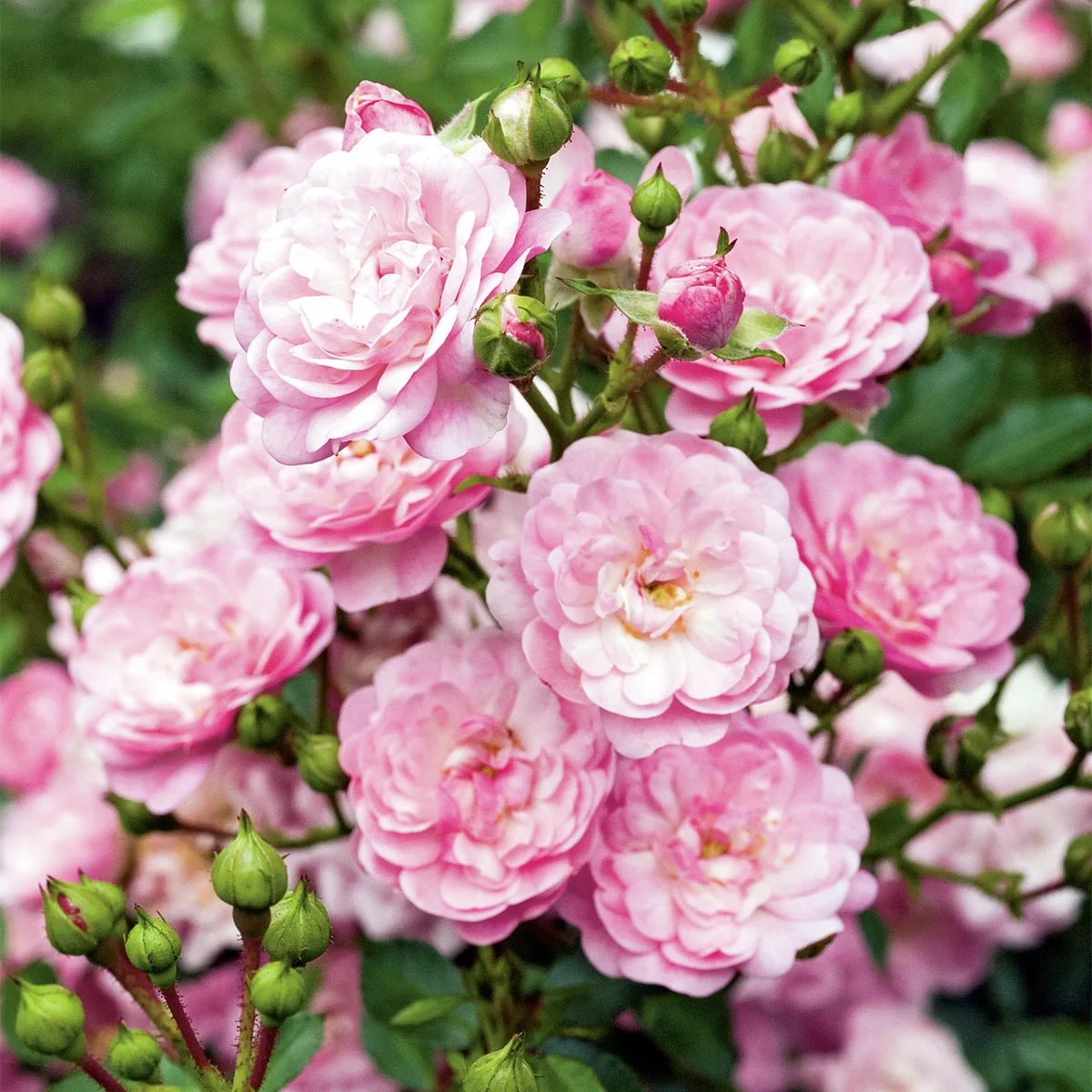 Bodendeckerrose The Fairy, rosa Bodendeckerrose The Fairy, rosa