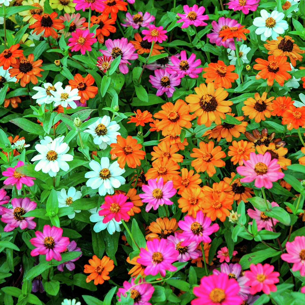 Zinniensamen Profusion-Mischung