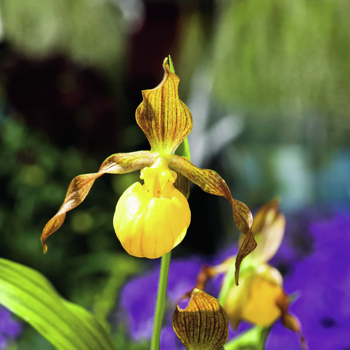 Freilandorchidee Frauenschuh Otto