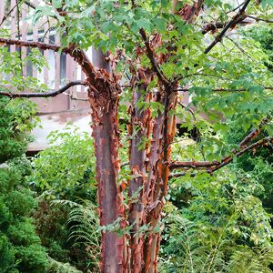 Zimtahorn Acer griseum