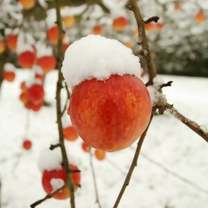 Apfel am Baum im Schnee