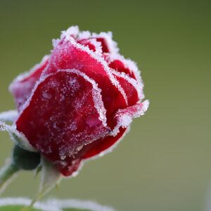 Rosenblüte Frost