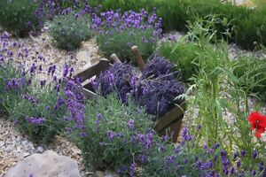 Pflanzung mit Lavendel