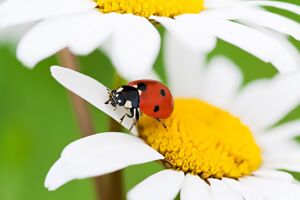 Marienkäfer auf weißer Blüte Nahaufnahme
