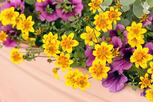 Sommerblumen Bidens gelb und Petunien violett