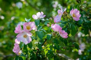 Rosa blühende Wildrosen