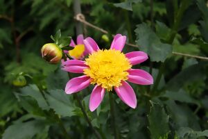 anemonenblütige Dahlie