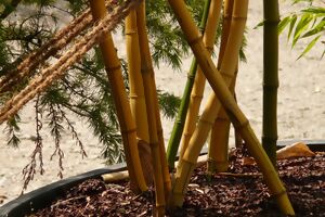 Bambus in einem Speißfass