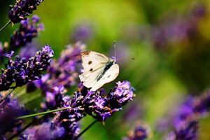 Schmetterling auf Lavendelblüte
