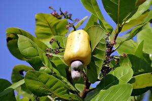 Cashewbaum mit Frucht
