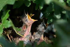 Vogelküken im Nest