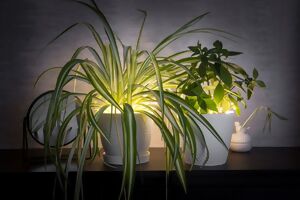 Grünlilie von hinten mit einer Lampe beleuchtet