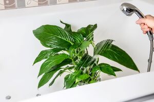 Die Blätter eines Einblattes werden in der Badewanne abgeduscht
