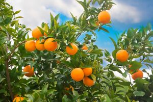 Zitruspflanze Mandarine