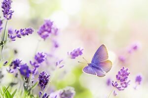 Lavendel und Schmetterling
