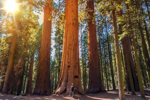 Mammutbaum im Redwood Nationalpark
