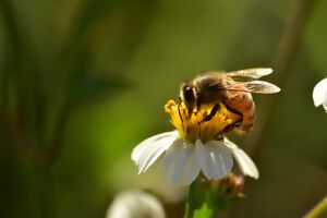 Biene Blüte
