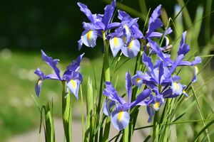 Schwertlilien Iris